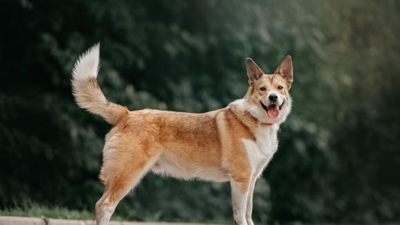 Тайните, които ни издава кучето чрез позицията на опашката си
