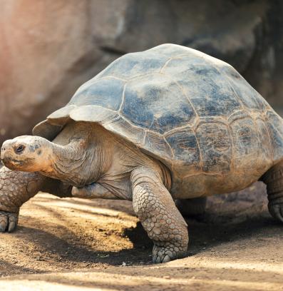 костенурка