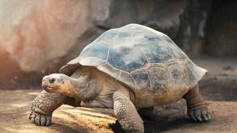 костенурка