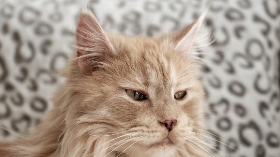 котка близък план