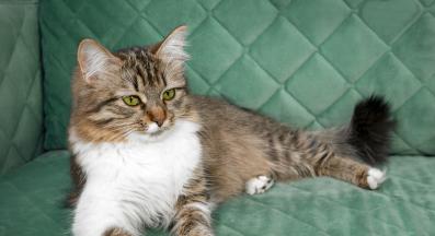 котка у дома