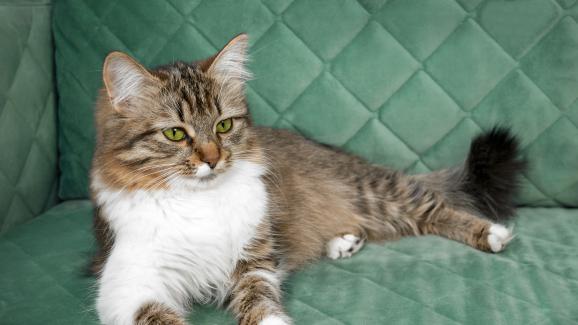 котка у дома