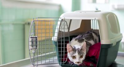 котка ветеринар