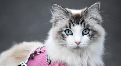 котка на каишка