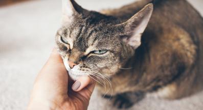 котка и стопанин