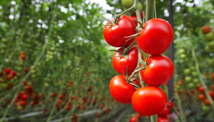 агро - Агро Телеграф: Български домати 365 дни - мисия възможна