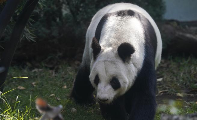 В Мексико живее последната панда в Латинска Америка