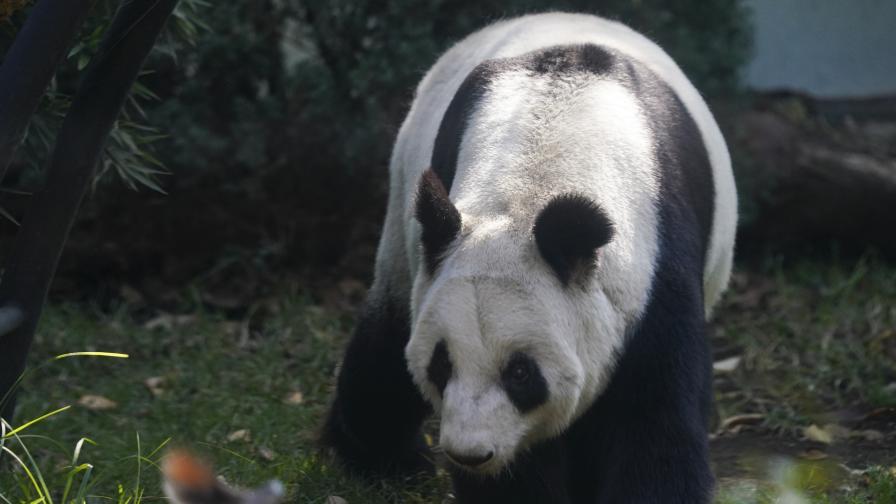 <p>Син Син е последната панда в Латинска Америка, вижте защо</p>