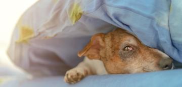 Зимни алергии при кучета: причини и симптоми