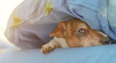 куче алергия