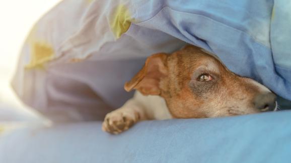 Зимни алергии при кучета: причини и симптоми