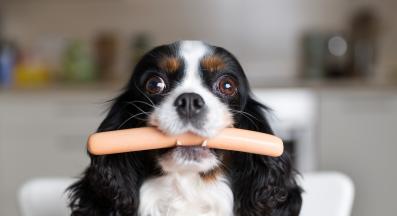 куче хотдог