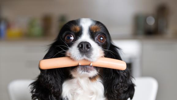 Могат ли кучетата да ядат хот-дог?