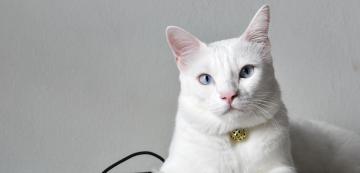 Възможно ли е носът на котката да променя цвета си