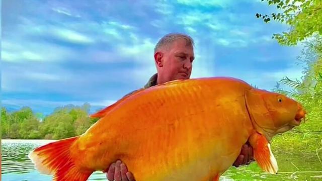 Рибар улови 30-килограмовата златна рибка Морковка (ВИДЕО)