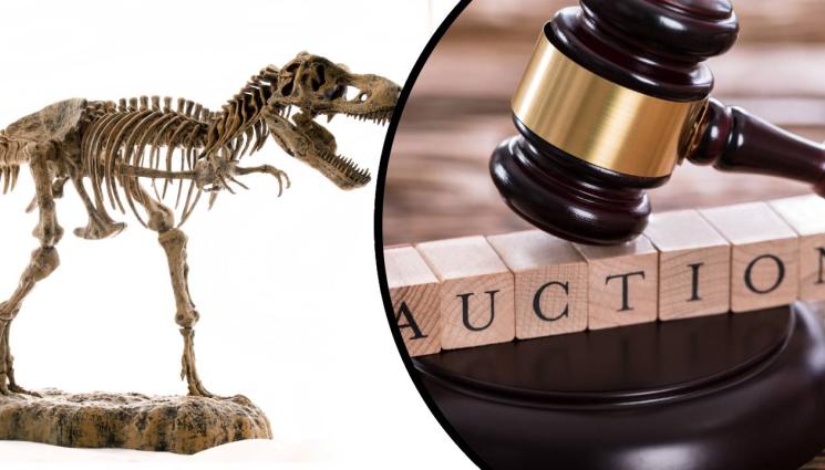б - ИЗМАМА? Изтеглиха скелет за милиони на тиранозавър рекс от аукцион