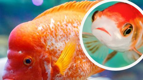 златна рибка