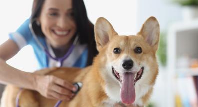 куче ветеринар