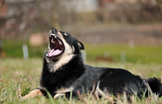куче с оголени зъби