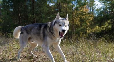 куче с оголени зъби