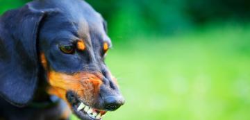 Езикът на тялото на кучето: Оголване на зъбите