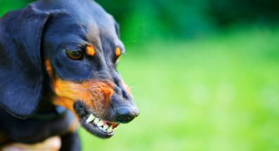 куче с оголени зъби