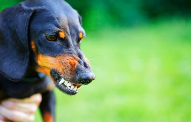 куче с оголени зъби