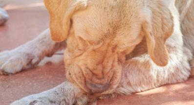 куче алергия