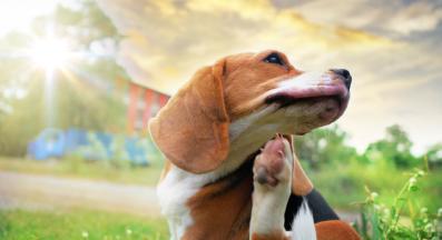 куче алергия