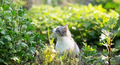 котка и коча билка