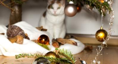 котка и коледна елха