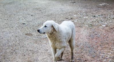 куче накуцване
