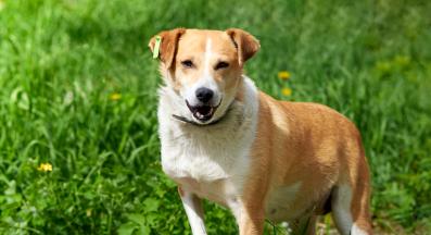 куче накуцване