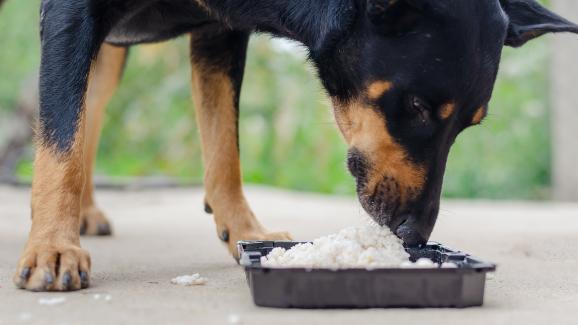 Могат ли кучетата да ядат киноа