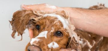 Мога ли да измия кучето си със сапун?