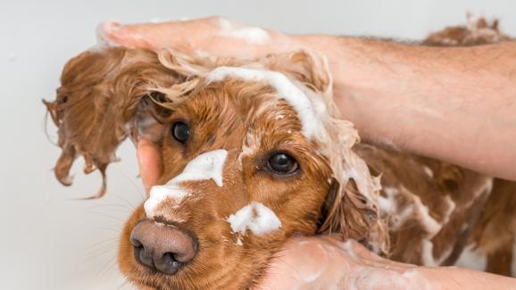 Мога ли да измия кучето си със сапун?