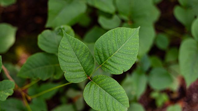 Растенията учат потомството си как да оцелява при климатичните промени 
