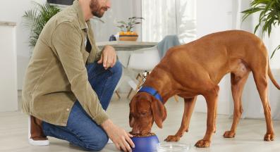 домашни любимци