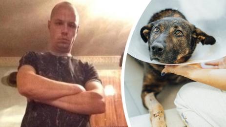 кучето Мечо Захари Шулев