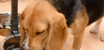 Как паничката за вода може да разболее кучето ви
