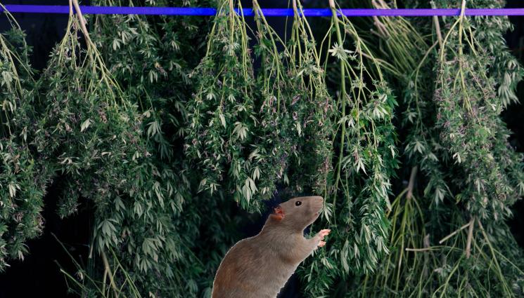 Плъх - НАПУШЕНЯЦИ: Плъхове употребиха 200 кг канабис