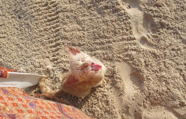 котка плаж