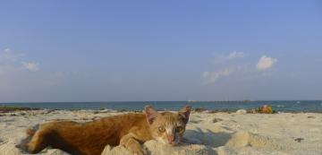Обичат ли котките плажа и морето