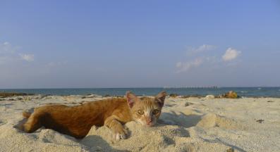 котка плаж