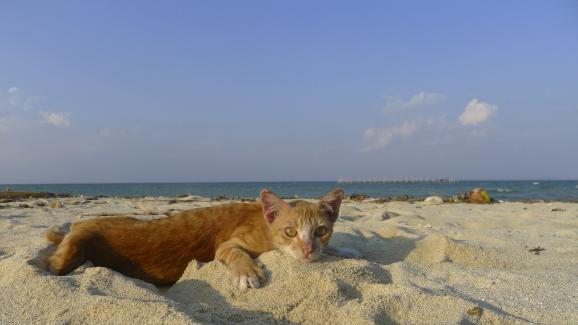 Обичат ли котките плажа и морето