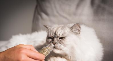 котка котешка мента