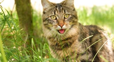 котка играе