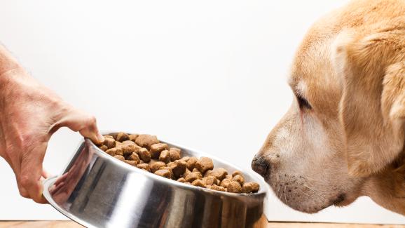 4 причини защо кучето ви не проявява интерес към храната си