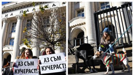 протест Мечо