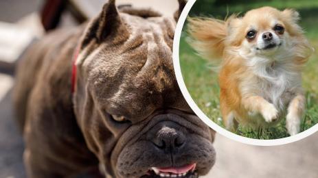 питбул чихуахуа